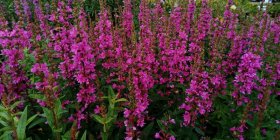 Lythrum salicaria 'Robert' Loosestrife